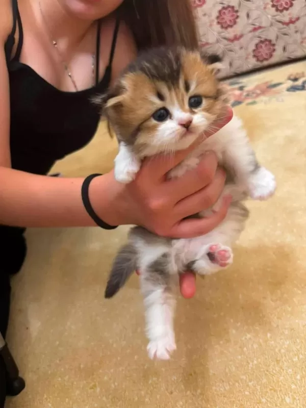 British Longhair Yavrular