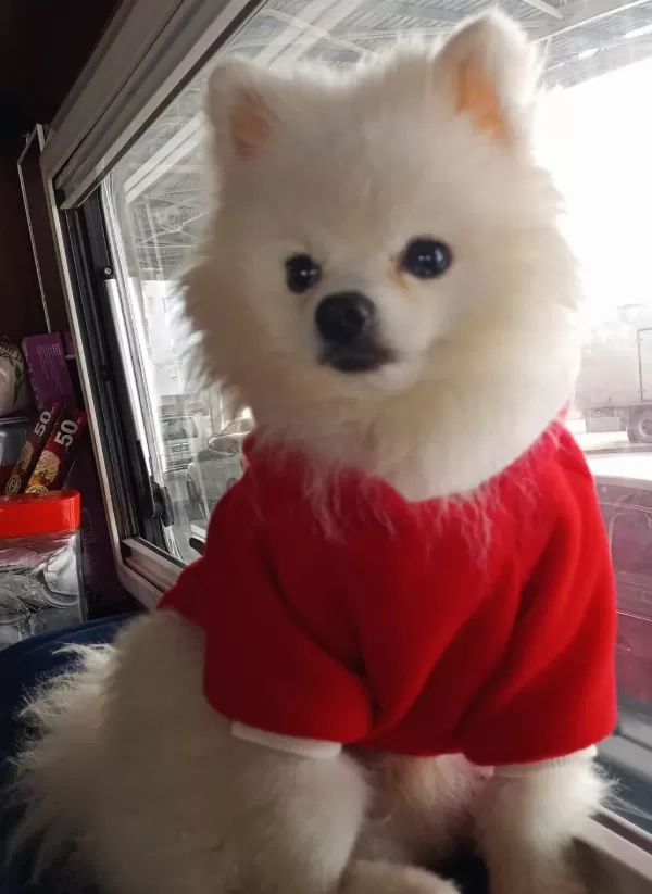 Pomeranian Boo Erkek Karnesi Var
