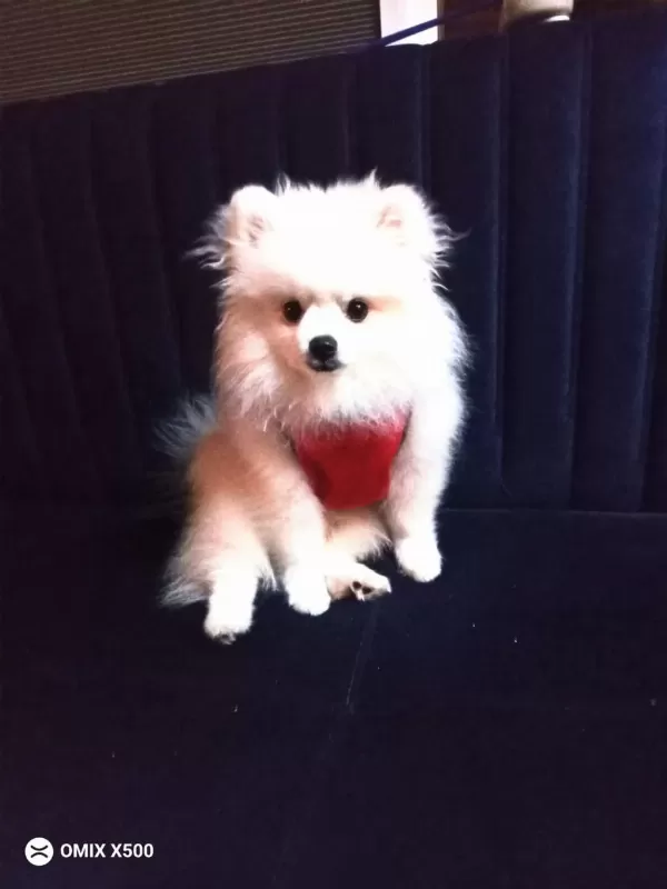 Pomeranian Boo Erkek Karnesi Var