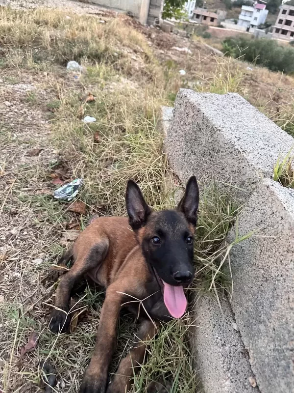 Eğitime Çok Açık Süper Bir Yavru Belçika Kurdu
