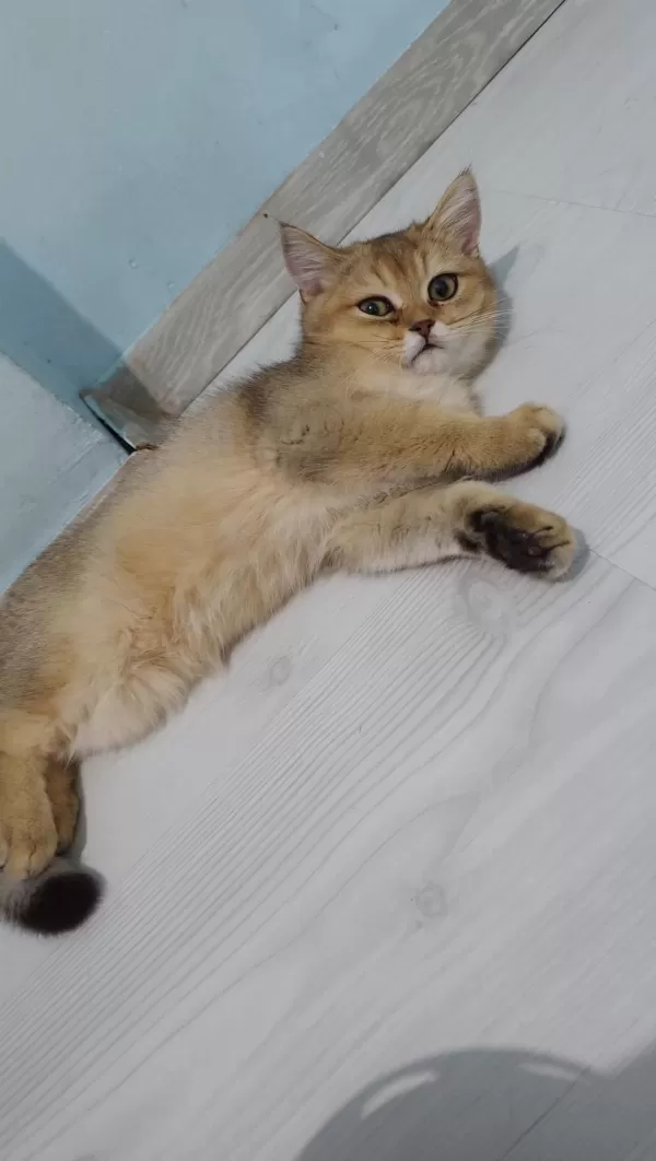 British Shorthair Golden