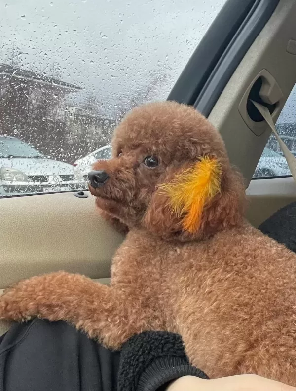 4 Yaşında Aşıları Tam Poodle Erkek