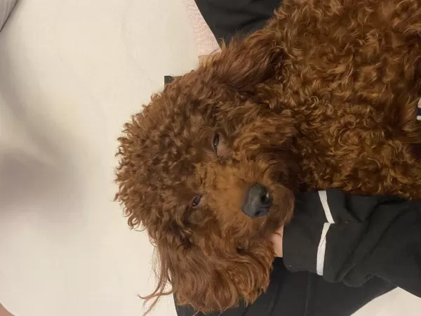 4 Yaşında Aşıları Tam Poodle Erkek