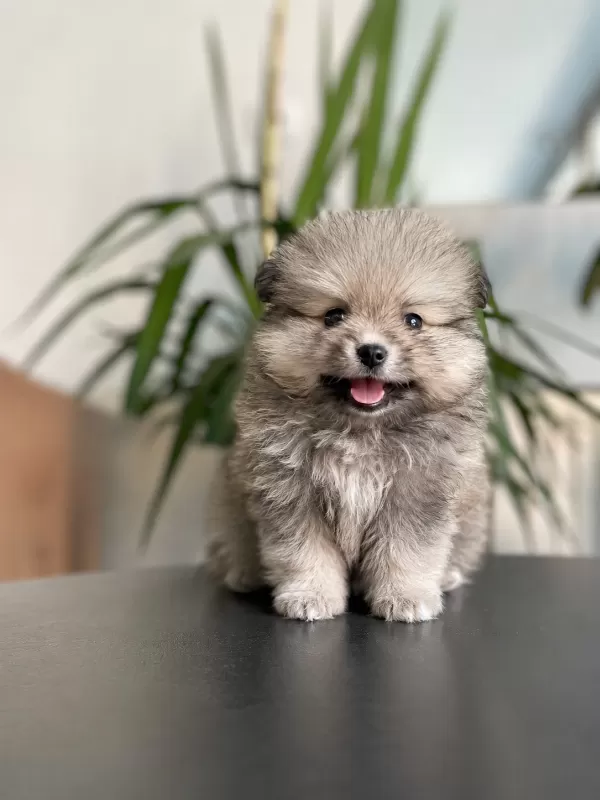 50 günlük çok tatlı pomeranian boo