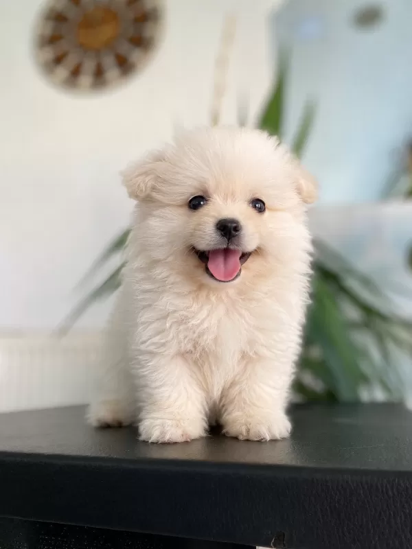 50 günlük çok tatlı pomeranian boo