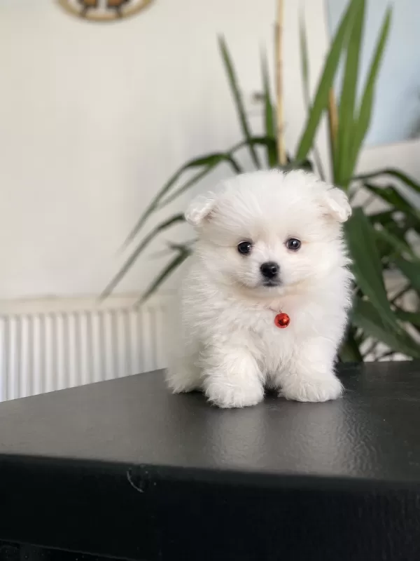 50 günlük çok tatlı pomeranian boo
