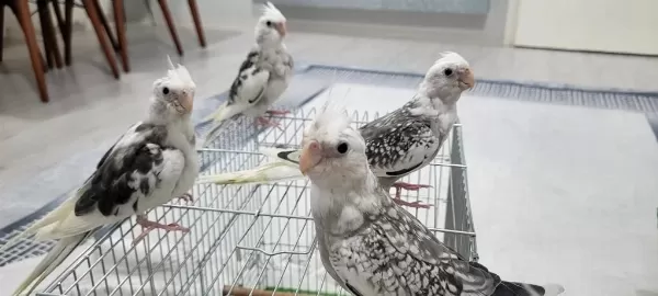 Son Kalan 2 Erkek Wf White Jumbo Konuşma Garantili Sultan