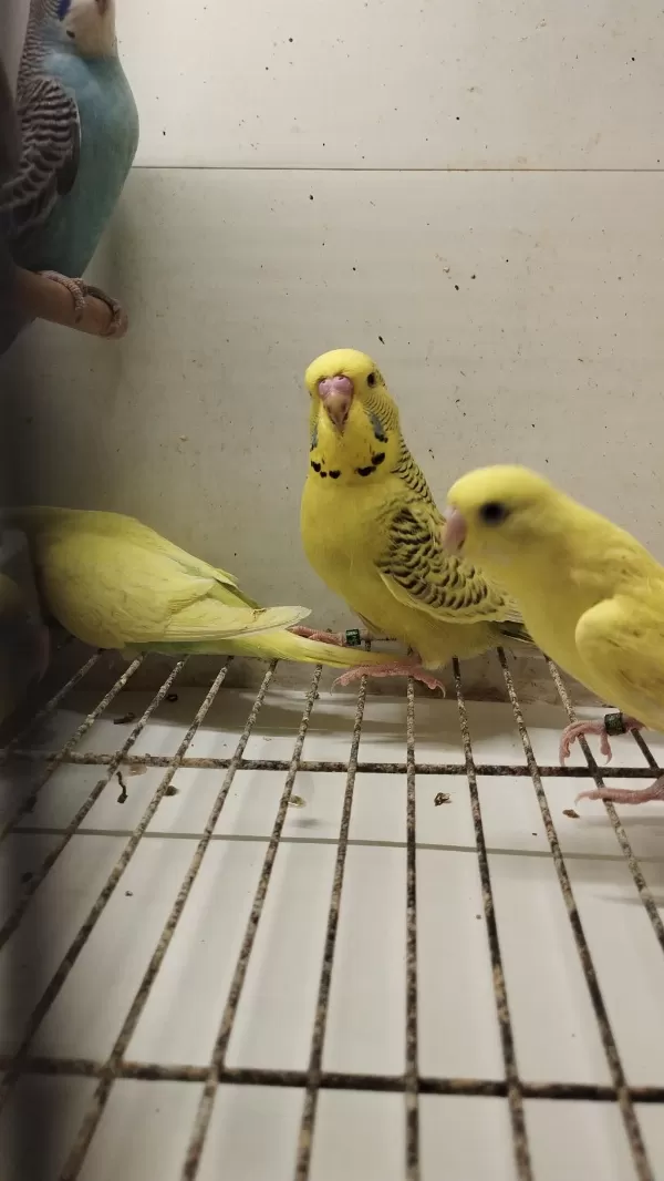 Alıştırmalık Bebek Muhabbet Kuşu Yavrular