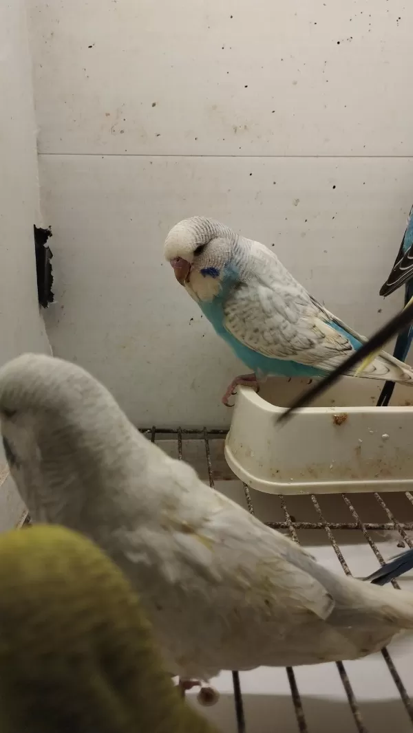Alıştırmalık Bebek Muhabbet Kuşu Yavrular