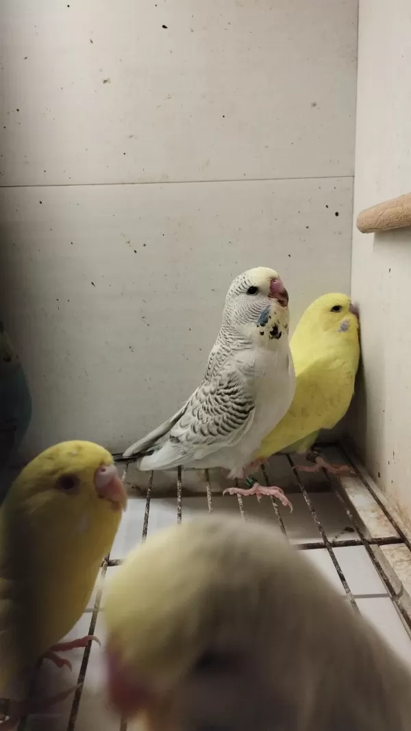 Alıştırmalık Bebek Muhabbet Kuşu Yavrular