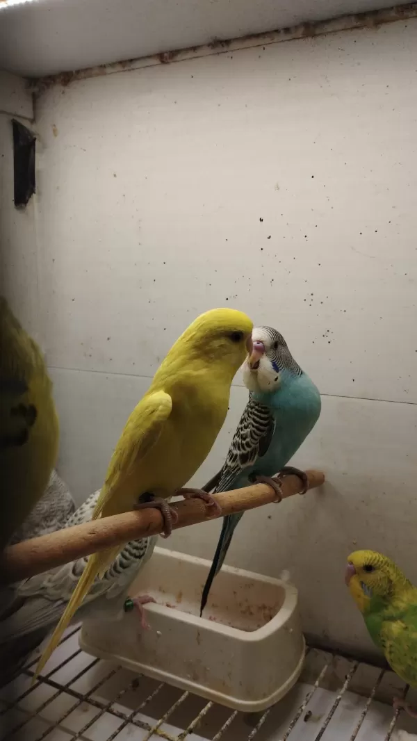 Alıştırmalık Bebek Muhabbet Kuşu Yavrular