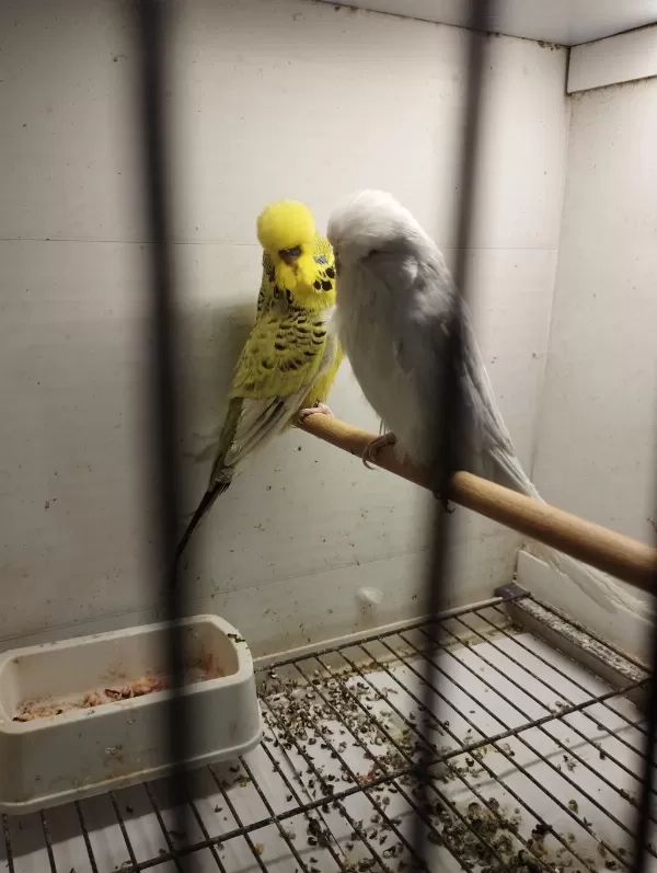 Alıştırmalık Bebek Muhabbet Kuşu Yavrular