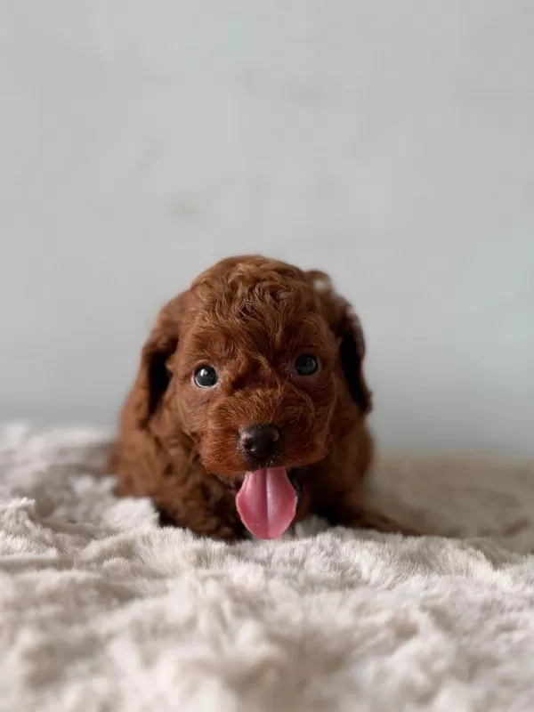 Denizli Merkez Teslime Hazir Poodle Yavrular