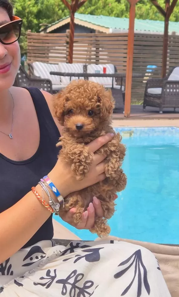 Eğitilebilir Toy Poodle Yavruları İle Evinize Neşe Katın