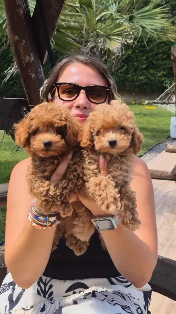 Eğitilebilir Toy Poodle Yavruları İle Evinize Neşe Katın