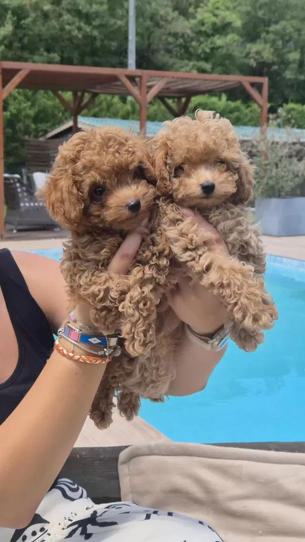 Eğitilebilir Toy Poodle Yavruları İle Evinize Neşe Katın
