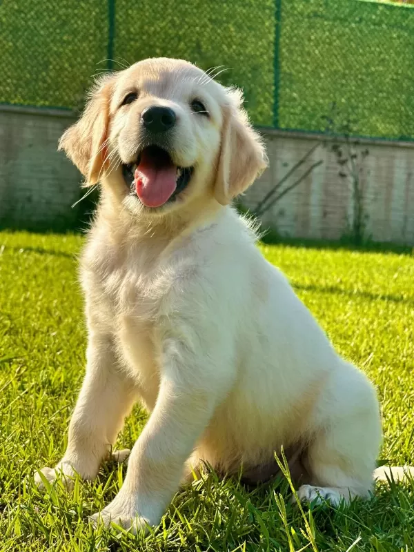 Baby Face Golden Yavruları