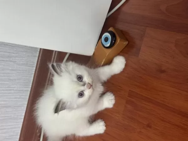 Sağlıklı Tatlı Pati Kediler
