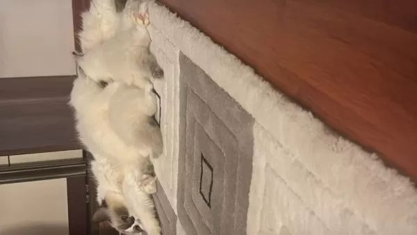 Sağlıklı Tatlı Pati Kediler