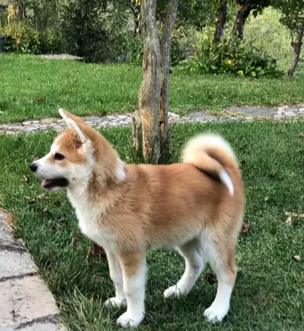 Japon Akita Yavruları Sağlık Ve İrk Garantili