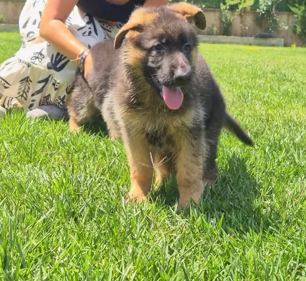 K9 Çiftliğinden Alman Kurdu Yavruları