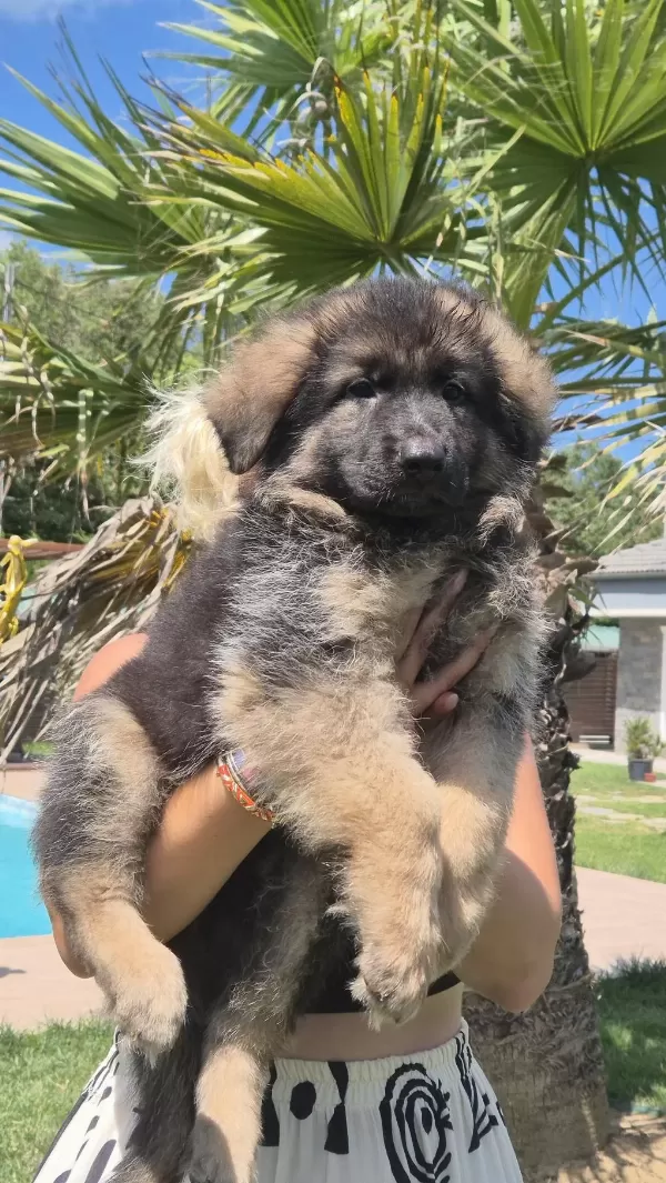K9 Çiftliğinden Alman Kurdu Yavruları