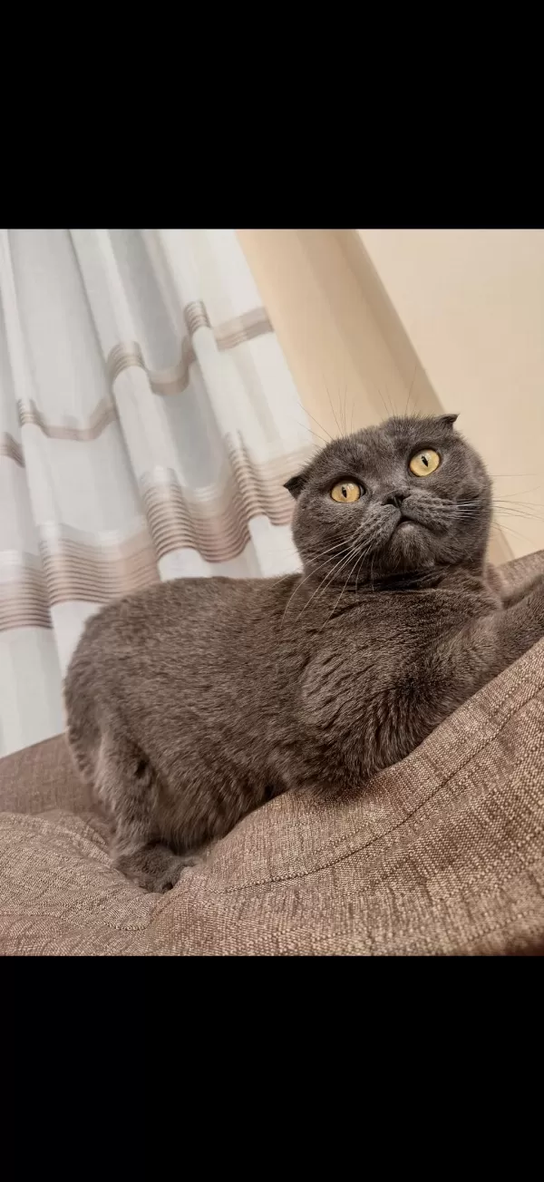 Scottish Fold Alanya İçi Sadece