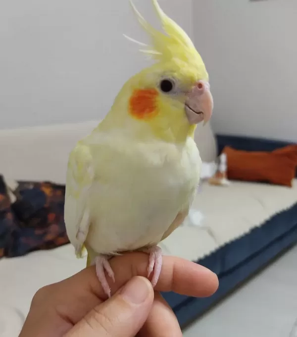 Yavru Sultan Papağanı 4 Aylık