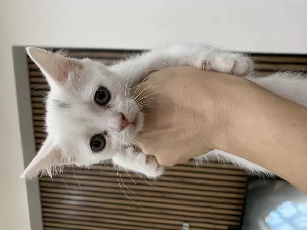 British Shorthair Yavrularimiz