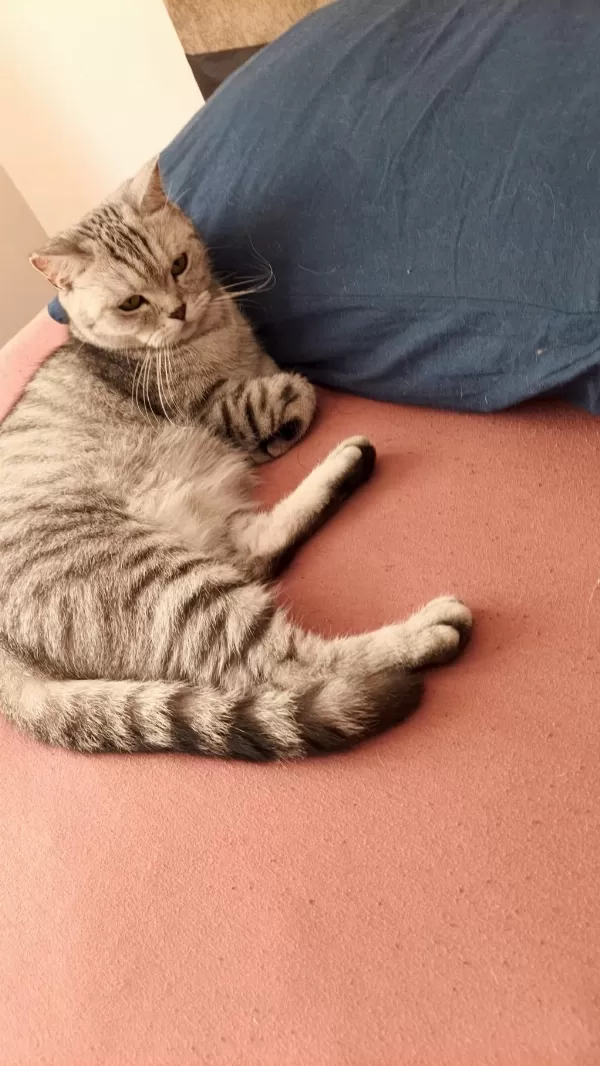Balkız Sultan Papağanı Ücretsiz Sahiplendirme