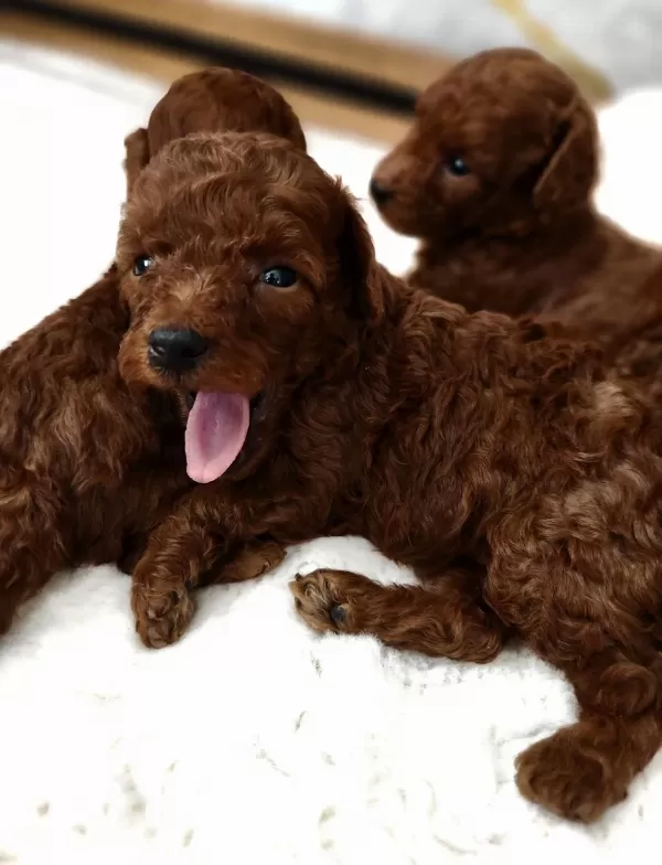 Toypoodle Yavrularimiz