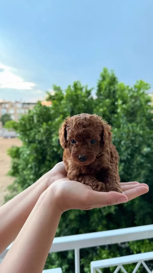 Ankara Nin En Güzel Toy Poodle Yavrulari
