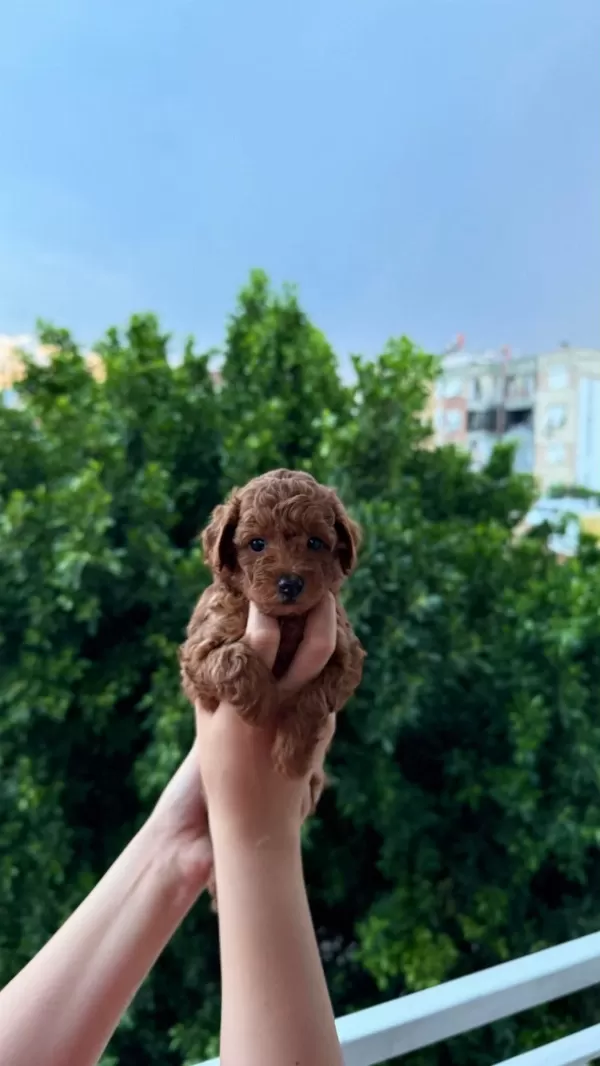 Ankara Nin En Güzel Toy Poodle Yavrulari
