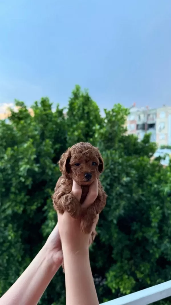 Ankara Nin En Güzel Toy Poodle Yavrulari