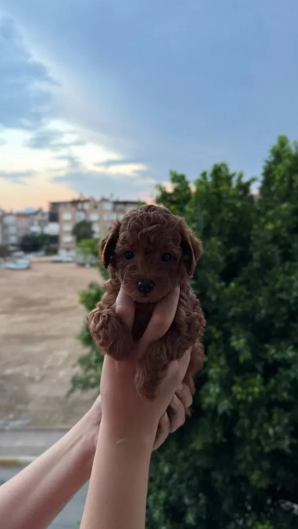 Ankara Nin En Güzel Toy Poodle Yavrulari