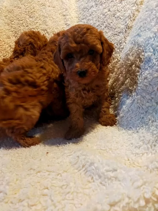 Ankaranın En Seçkin Redbrown Toy Poodle Yavrularımız