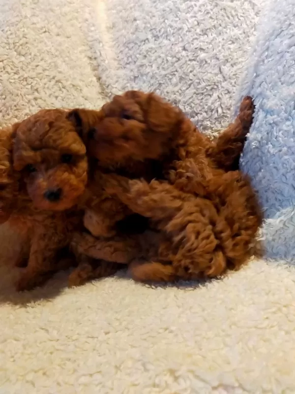 Ankaranın En Seçkin Redbrown Toy Poodle Yavrularımız