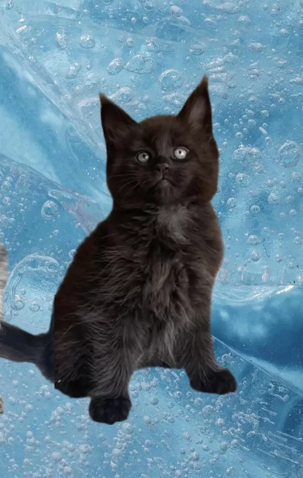 Degerını Bilene Özel Son Yavru Black Maine Coon