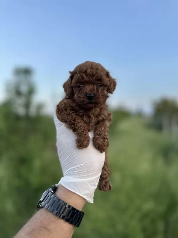 Sağlık Ve İrk Garantili Toy Poodle Yavrularımız