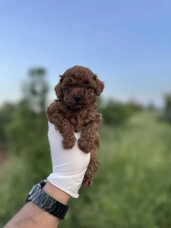 Sağlık Ve İrk Garantili Toy Poodle Yavrularımız