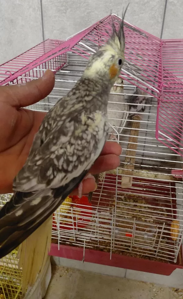 Yavru Sultan Papağanı