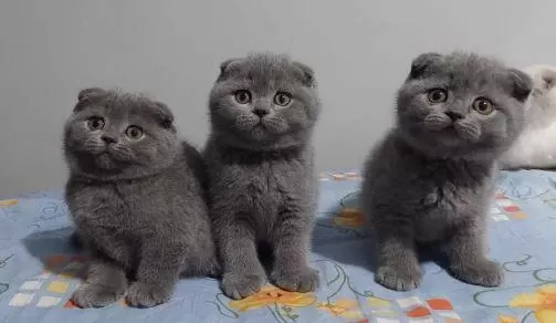 Elit Patiler Farkıyla Scottish Fold Yavrular