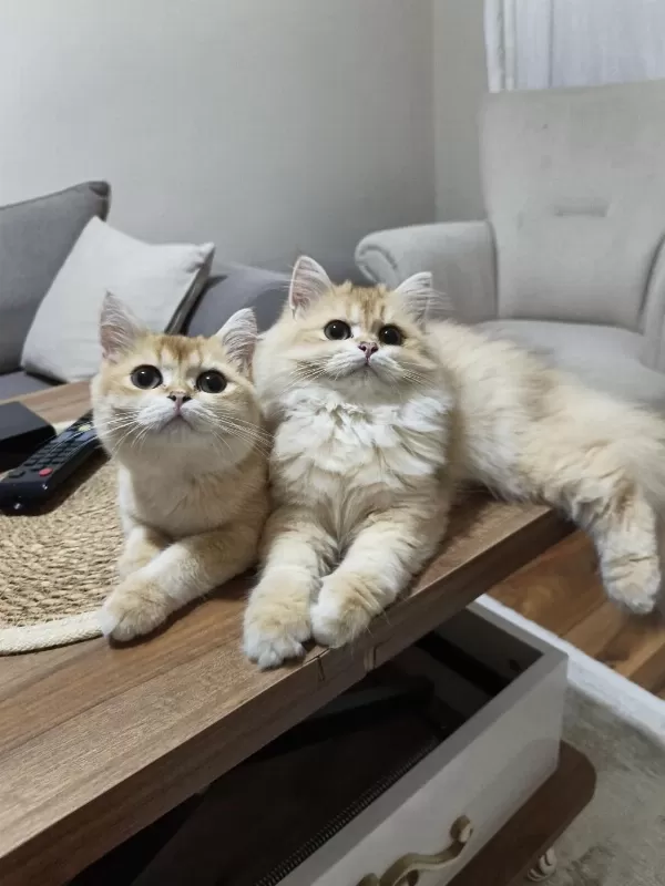İki Erkek Kardeş Kedimiz Yeni Yuvalarını Arıyor
