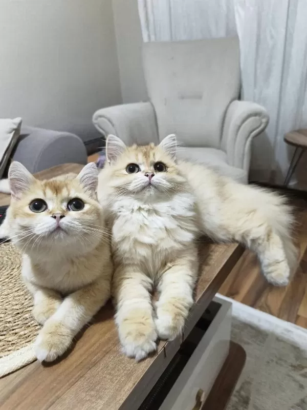 İki Erkek Kardeş Kedimiz Yeni Yuvalarını Arıyor