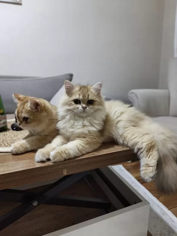 İki Erkek Kardeş Kedimiz Yeni Yuvalarını Arıyor