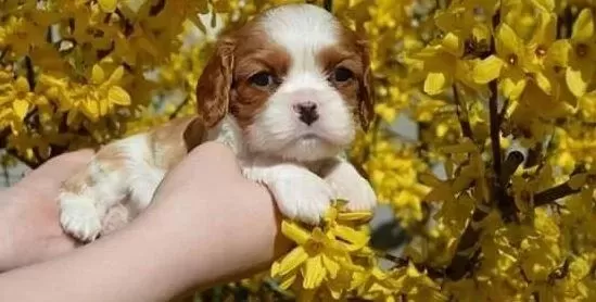 Ruhsatlı Resmi İşletmeden Taksit Avantajıyla Cavalier