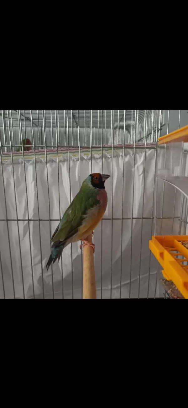 Sağlıklı Erkek Golden Finch