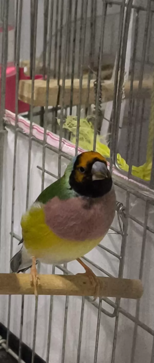 Sağlıklı Erkek Golden Finch