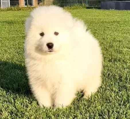 Elit Patiler Farkıyla Samoyed Yavrular