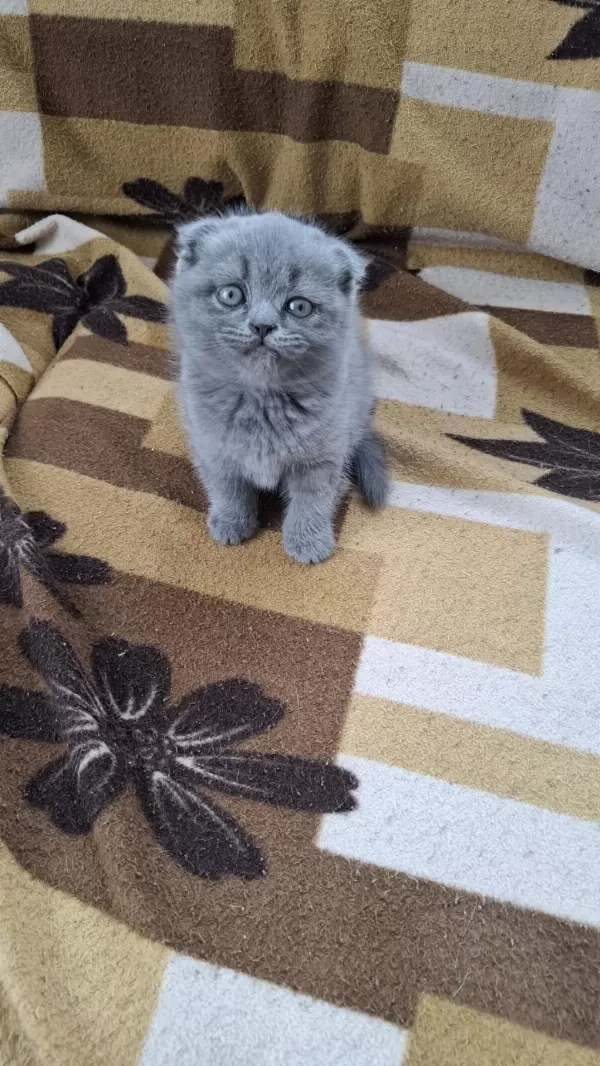 Harika Küçük Minnoş Kedim